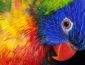 Papugi egzotyczne, ptaki egzotyczne - Sklep Zoologiczno-Wędkarski TROPIK A. Sądej Kraśnik
