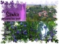 Pruchnicka śliwka - G.A ZOFIÓWKA Naturalnie suszone owoce Jodłówka