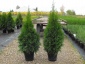 Thuja occidentalis Smaragd - Szkółka Drzew i Krzewów Ozdobnych DENDRA Elżbieta i Michał Bielenin Nowy Kawęczyn