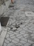 Wypadek na uszkodzonych, oblodzonych schodach, chodnikach - Dominus s.c. Będzin