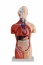 Modele anatomiczne - Ślężak-Bis Pomoce Dydaktyczne M. Galacki Ziębice