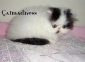 kocięta - Hodowla kotów Perskich - CATMADNESS Tychy