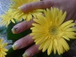 manicure japoński - Tipsy- solarium-kosmetyka- Kaliszka Kobierzyce