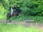 Kurs skoków przez przeszkody dla początkujących Wola Studzieńska-Kolonia - Equisport