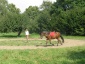 Kurs lonżowania koni Wola Studzieńska-Kolonia - Equisport
