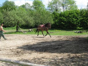 Kurs lonżowania koni - Equisport Wola Studzieńska-Kolonia