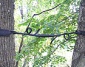 Wiązania elastyczne typu COBRA - ALP-LIN Adam Piątkiewicz Specjalistyczne prace wysokościowe Wysowa-Zdrój