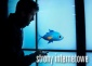 Strony internetowe - STUDIO 5150 Radom