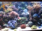 akwaria na zamówienie - AQUARIUM-FARM Warszawa