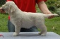 golden retriever - Tuskulum Olszyna