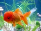 Białystok Internetowy Sklep Zoologiczny  Rybkolandia.pl  - ryba