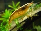 Internetowy Sklep Zoologiczny  Rybkolandia.pl  - ryba Białystok