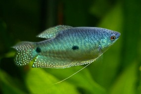 ryba - Internetowy Sklep Zoologiczny  Rybkolandia.pl  Białystok