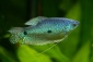 ryba - Internetowy Sklep Zoologiczny Rybkolandia.pl Białystok