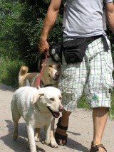 Wyprowadzanie psa - WalkDog Gdańsk