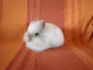 Sweet Teddy Hodowla królików miniaturowych - Sprzedaż królików miniaturowych Białystok