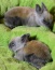 Białystok Sweet Teddy Hodowla królików miniaturowych - Sprzedaż królików miniaturowych