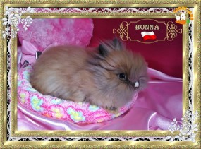 Sprzedaż królików miniaturowych - Sweet Teddy Hodowla królików miniaturowych Białystok