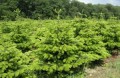 Plantacja choin...