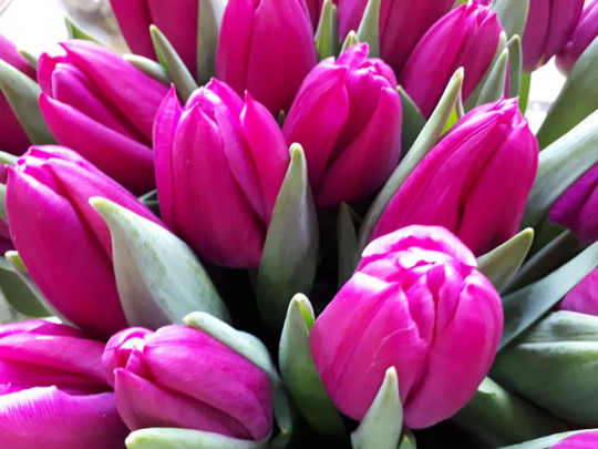 różowe tulipanki
