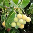 Olej Tamanu NATURALNY