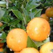 Olejek Petitgrain NATURALNY