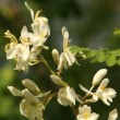 Olej Moringa RAFINOWANY