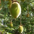 Baobab - olej z nasion RAFINOWANY
