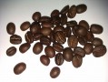 kopi luwak