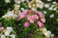Spirea Shiroban...
