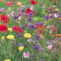 Łąka kwiatowa - Ogrody forester-projektowanie i zakładanie ogrodów Laliki