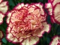 Kwiaty Jaworzno - PERFECT SEEDS Sprawdzone nasiona