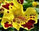 Nasiona Kwiaty - Jaworzno PERFECT SEEDS Sprawdzone nasiona
