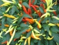 Nasiona Papryki chili i słodkie - Jaworzno PERFECT SEEDS Sprawdzone nasiona