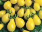 Pomidory koktajlowe i zwykłe Nasiona - Jaworzno PERFECT SEEDS Sprawdzone nasiona