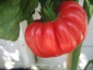 PERFECT SEEDS Sprawdzone nasiona - Pomidory koktajlowe i zwykłe Jaworzno