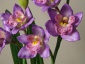 Nadarzyn Sztuczne orchidee - A-Z Decor Artykuły Dekoracyjne