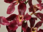 Nadarzyn A-Z Decor Artykuły Dekoracyjne - Sztuczne orchidee