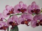 A-Z Decor Artykuły Dekoracyjne Nadarzyn - Sztuczne orchidee