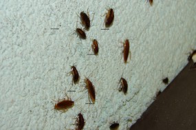 Skuteczne zwalczanie prusaków i karaluchów Mrągowo - FHU KRISOFF