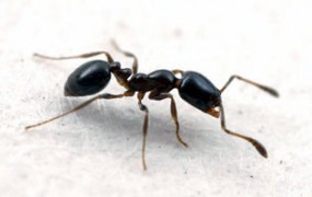 Zwalczanie mrówek - FHU KRISOFF Mrągowo