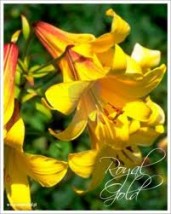 Hodowla lilii - Ben Garden Cebulki kwiatowe, rośliny ozdobne Deszczno