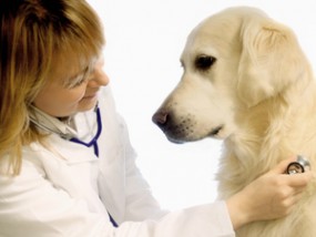 Leczenie zwierząt towarzyszących, profilaktyka - Gabinet Weterynaryjny Royal Vet Zamość
