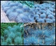 Trawa niebieska Nasiona traw - Niewodna geomix12