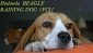 Hodowla psów rasy BEAGLE. - BEAGLE - Hodowla RAINING DOG Mników