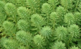 miriophymum aquayicum - Zielony ogród Maria Poliwodzińska Chełmno