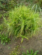 carexmuskingumensis - Zielony ogród Maria Poliwodzińska Chełmno