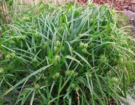 Carex grayi - Zielony ogród Maria Poliwodzińska Chełmno