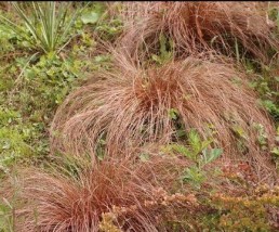 carex - Zielony ogród Maria Poliwodzińska Chełmno