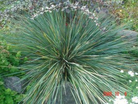 Owiec - Zielony ogród Maria Poliwodzińska Chełmno